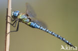 Zuidelijke glazenmaker (Aeshna affinis)