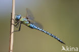 Zuidelijke glazenmaker (Aeshna affinis)