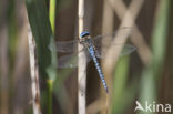 Zuidelijke glazenmaker (Aeshna affinis)