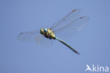 Southern Migrant Hawker (Aeshna affinis)