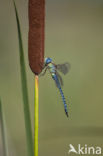 Zuidelijke glazenmaker (Aeshna affinis)