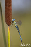 Zuidelijke glazenmaker (Aeshna affinis)