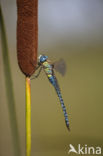 Zuidelijke glazenmaker (Aeshna affinis)