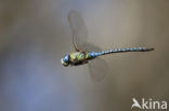 Zuidelijke glazenmaker (Aeshna affinis)