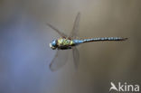 Zuidelijke glazenmaker (Aeshna affinis)