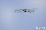 Southern Migrant Hawker (Aeshna affinis)