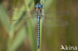 Zuidelijke glazenmaker (Aeshna affinis)