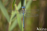 Zuidelijke glazenmaker (Aeshna affinis)