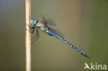 Zuidelijke glazenmaker (Aeshna affinis)