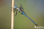 Zuidelijke glazenmaker (Aeshna affinis)