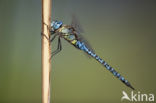 Zuidelijke glazenmaker (Aeshna affinis)