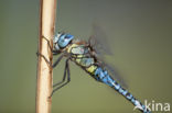 Southern Migrant Hawker (Aeshna affinis)