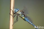 Zuidelijke glazenmaker (Aeshna affinis)