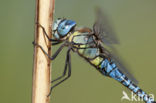 Southern Migrant Hawker (Aeshna affinis)