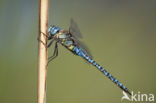 Zuidelijke glazenmaker (Aeshna affinis)