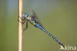 Zuidelijke glazenmaker (Aeshna affinis)