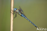 Zuidelijke glazenmaker (Aeshna affinis)