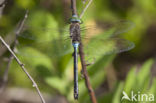 Little emperor dragonfly (Anax parthenope)