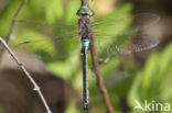 Little emperor dragonfly (Anax parthenope)