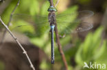 Little emperor dragonfly (Anax parthenope)