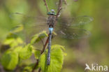 Little emperor dragonfly (Anax parthenope)