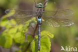 Little emperor dragonfly (Anax parthenope)