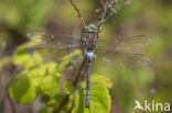 Little emperor dragonfly (Anax parthenope)