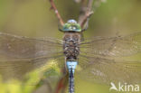 Little emperor dragonfly (Anax parthenope)
