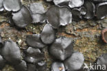 Black jelly drops (Bulgaria inquinans)