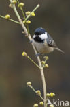 Zwarte Mees (Parus ater)