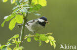 Zwarte Mees (Parus ater)