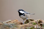 Zwarte Mees (Parus ater)