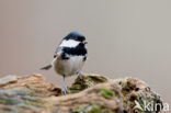 Zwarte Mees (Parus ater)