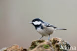 Zwarte Mees (Parus ater)