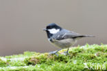 Zwarte Mees (Parus ater)