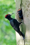 Black Woodpecker (Dryocopus martius)