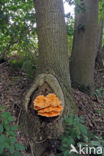 Zwavelzwam (Laetiporus sulphureus)