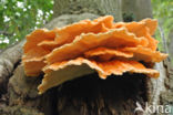 Zwavelzwam (Laetiporus sulphureus)