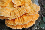 Zwavelzwam (Laetiporus sulphureus)