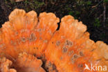 Zwavelzwam (Laetiporus sulphureus)