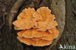 Zwavelzwam (Laetiporus sulphureus)