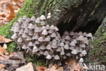 Zwerminktzwam (Coprinus disseminatus)