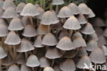 Zwerminktzwam (Coprinus disseminatus)