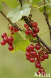 Aalbes (Ribes rubrum)