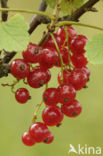 Aalbes (Ribes rubrum)