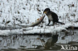 Great Cormorant (Phalacrocorax carbo)