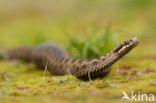 Adder (Vipera berus) 