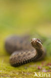 Adder (Vipera berus) 