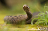 Adder (Vipera berus) 