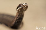 Adder (Vipera berus) 